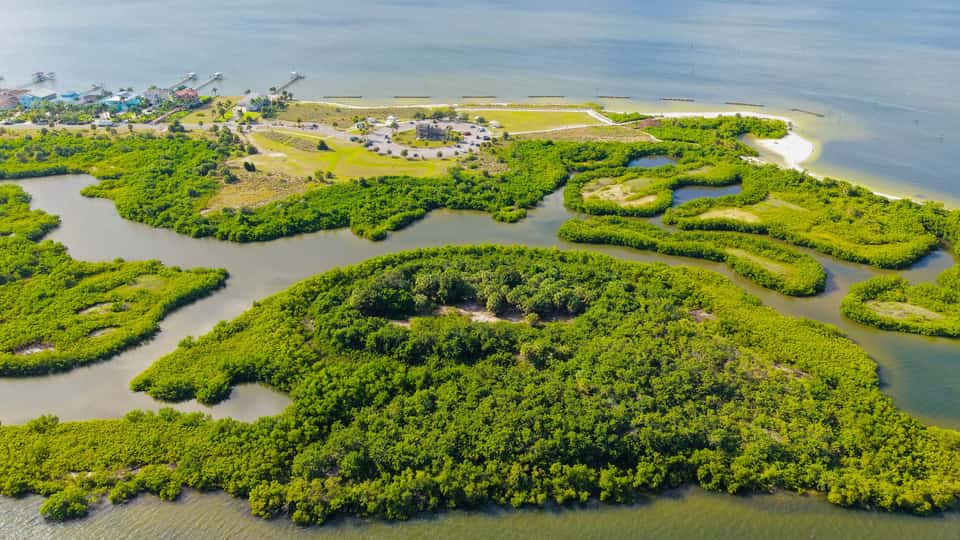 Aerial view of mangrove islands and winding shallow channels.