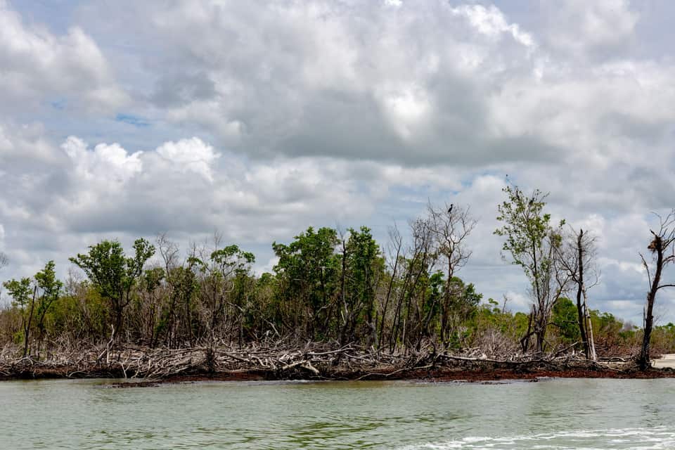 Mangroves and storm-bleached trees along a calm channel under a cloudy sky.