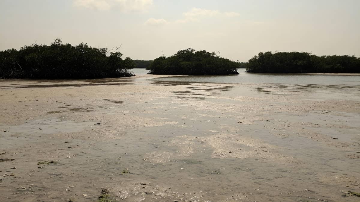 A dry shallow flat at low tide, the kind of bottom a north wind can leave when a chart still shows a foot of water.